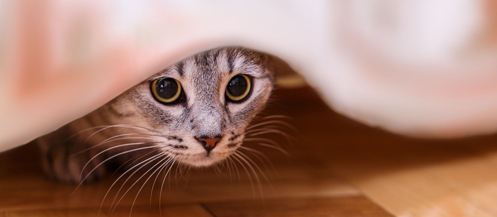 cat hiding pain 9 signs
