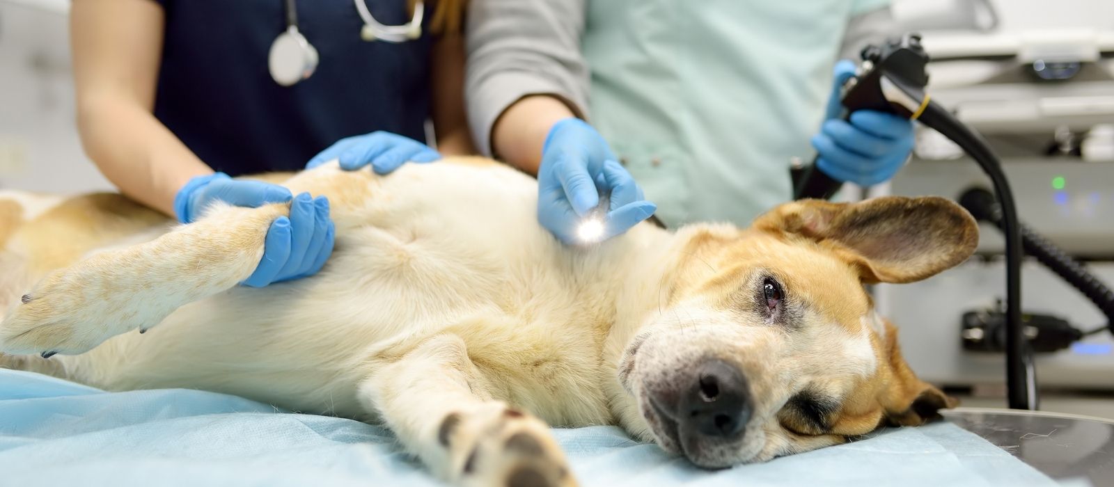 dog surgery costs canada 2026