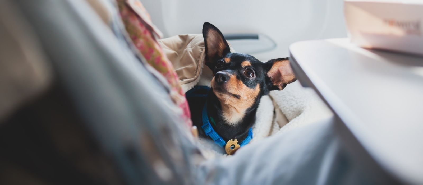 Flying Within Canada With Your Pet: Which Airlines Actually Let Them in the Cabin
