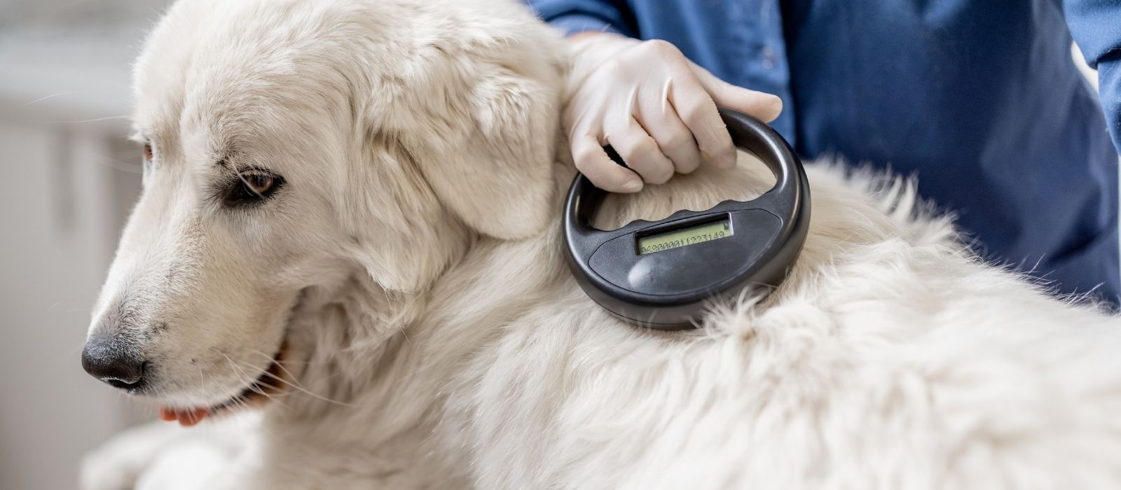 Pet Microchipping Laws by Province (And Why Some Vets Won't Scan Certain Chips)