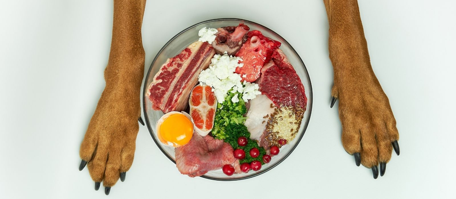raw food diet dogs canada legal