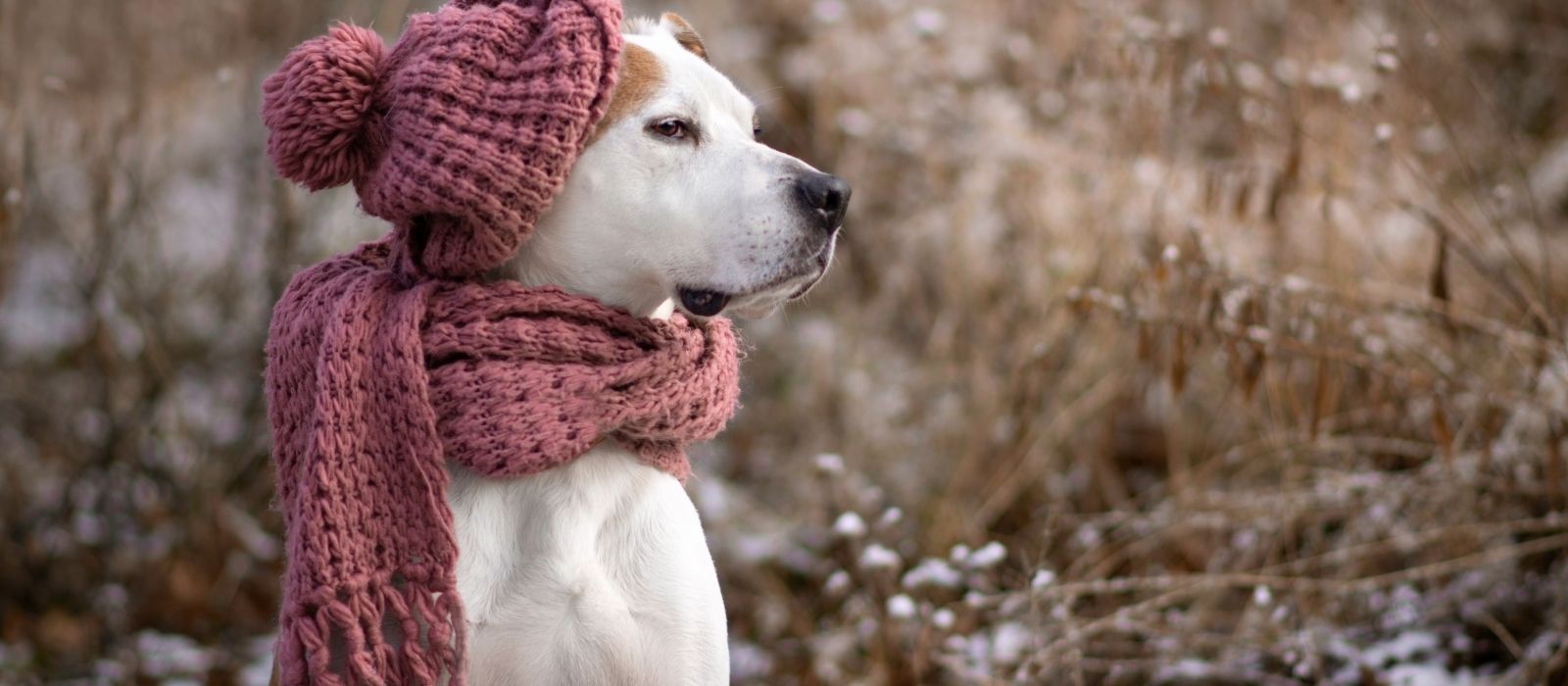 Canada's Winter: What Temperature Is Actually Too Cold for Your Dog